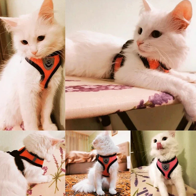 Chat portant le harnais en maille respirante