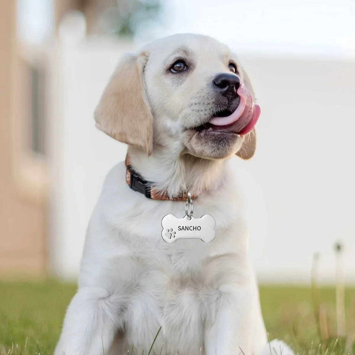 Médaille personnalisée attachée au collier d'un chien